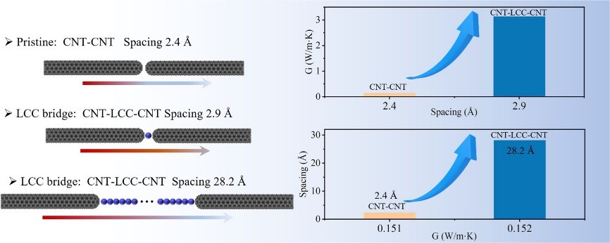 Bridging uniaxially-aligned carbon nanotubes with linear carbon chain for heat transfer enhancement